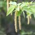 Ostrya carpinifolia - chaton mâle