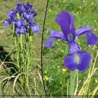 Iris des Pyrénées, Iris latifolia