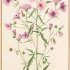 Althaea cannabina - © Musée National d'Histoire Naturelle (...)