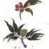 Sambucus racemosa - wikimedia commons