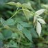 Rubus idaeus - feuilles