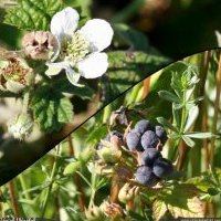 Ronce bleuâtre, Rubus caesius