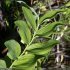 Polygonatum multiflorum - tige, feuilles