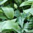 Allium ursinum - feuille, bouton