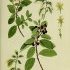 Rhamnus alaternus - wikimedia commons