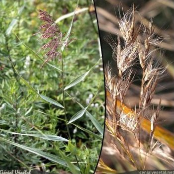 Roseau, Phragmites australis