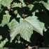Acer pseudoplatanus - feuille