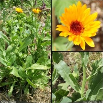 Souci officinal, Calendula officinalis