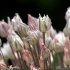 Allium polyanthum - fleurs