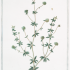 Dorycnium pentaphyllum - wikimedia commons