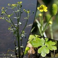 Renoncule scélérate, Ranunculus sceleratus