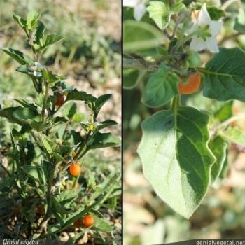 Morelle velue, Solanum villosum s. villosum