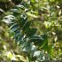 Coriaria myrtifolia - rameau, feuilles