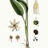 Allium ursinum - wikimedia commons