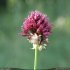 Allium sphaerocephalon - inflorescecne