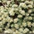 Paronychia argentea - inflorescence