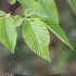Ostrya carpinifolia - feuille