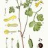 Pseudofumaria lutea - wikimedia commons