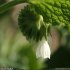 Symphytum orientale - fleur
