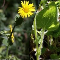 Doronic à feuilles cordées, Doronicum pardalianches