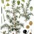 Juniperus communis - wikimedia commons