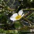 Ranunculus aquatilis - fleur