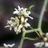 Smilax aspera - fleurs