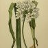 Allium neapolitanum - wikimedia commons