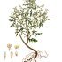 Artemisia annua - wikimedia commons