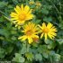 Doronicum pardalianches - inflorescence