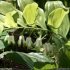 Polygonatum multiflorum - fleurs