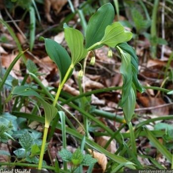 Sceau de Salomon commun, Polygonatum multiflorum