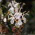 Rosmarinus officinalis - fleur