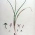 Allium schoenoprasum - wikimedia commons