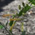 Nicotiana glauca - fleurs, fruits