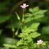 Geranium robertianum - inflorescence