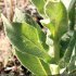 Verbascum thapsus - tige, feuille