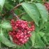 Sambucus racemosa - fruits