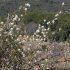 Amelanchier ovalis - rameaux fleuris