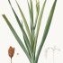 Iris foetidissima - wikimedia commons