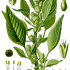 Amaranthus retroflexus - wikimedia commons