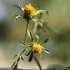 Bidens frondosa - inflorescence