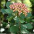 Viburnum lantana - fruits