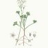 Saxifraga geranioides - wikimedia commons