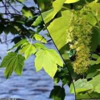 Érable sycomore, Acer pseudoplatanus