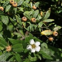 Néflier, Crataegus germanica