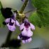 Glechoma hederacea - fleur