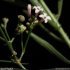 Asperula cynanchica - fleur