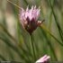 Allium schoenoprasum - inflorescence