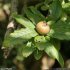 Crataegus germanica - fruit